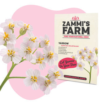 Řebř&iacute;ček obecn&yacute; (Achillea millefolium) Buddy Pack