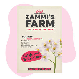 Řebříček obecný (Achillea millefolium) Buddy Pack