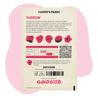 Řebříček obecný (Achillea millefolium) Buddy Pack