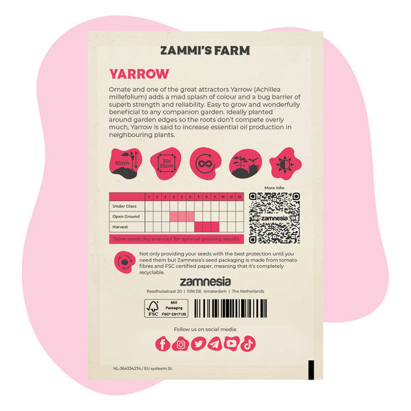 Řebříček obecný (Achillea millefolium) Buddy Pack