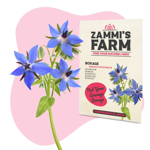 Brutnák lékařský (Borago officinalis) Buddy Pack