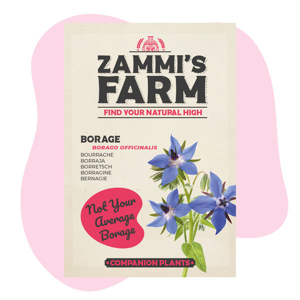 Brutnák lékařský (Borago officinalis) Buddy Pack