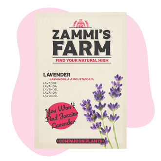 Levandule (Lavandula angustifolia) Buddy Pack