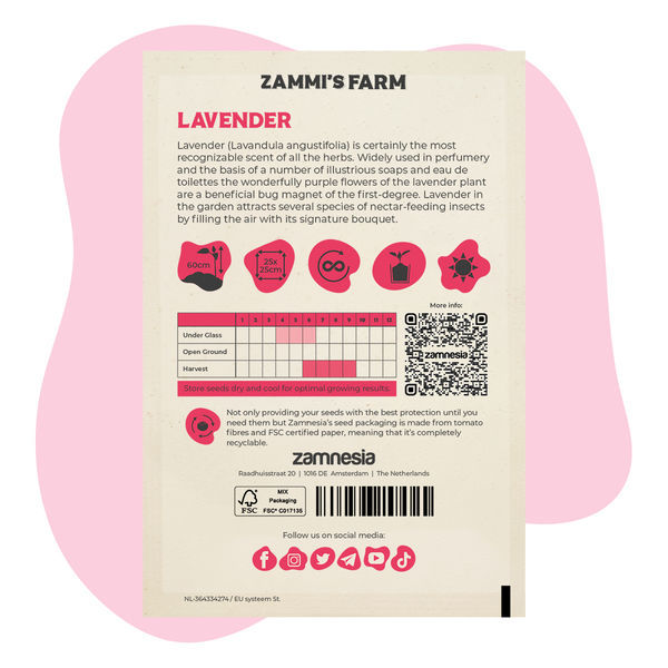 Levandule (Lavandula angustifolia) Buddy Pack