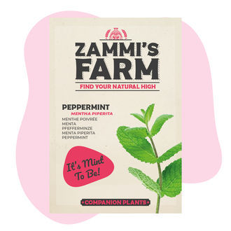 Máta peprná (Mentha piperita) Buddy Pack