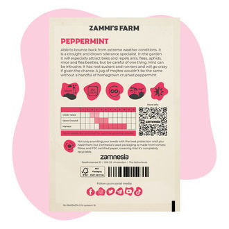 Máta peprná (Mentha piperita) Buddy Pack