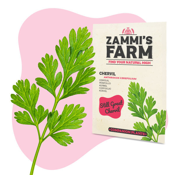 Kerblík (Anthriscus cerefolium) Buddy Pack