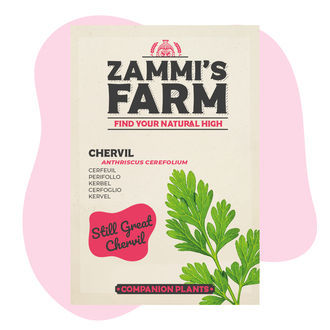 Kerblík (Anthriscus cerefolium) Buddy Pack