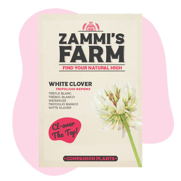 Jetel plazivý (Trifolium repens) Buddy Pack