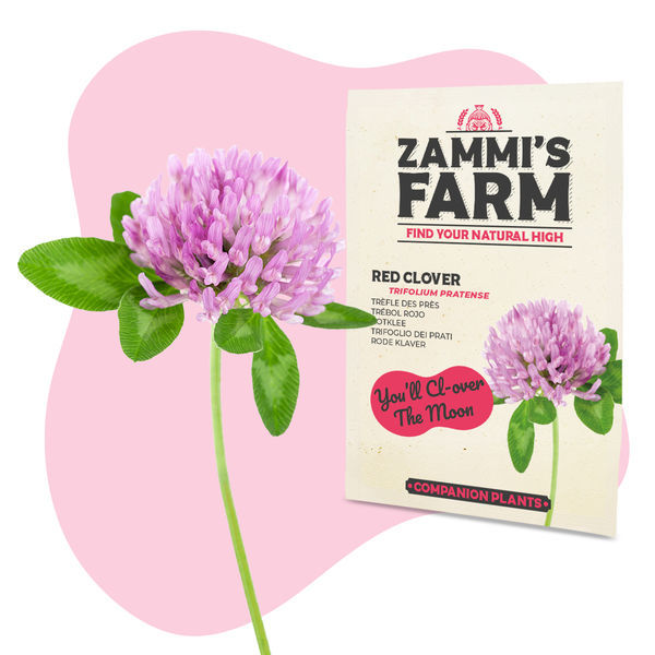 Jetel luční (Trifolium pratense) Buddy Pack