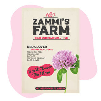 Jetel luční (Trifolium pratense) Buddy Pack