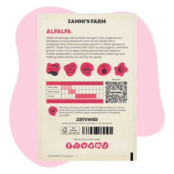 Tolice vojtěška (Medicago sativa) Buddy Pack