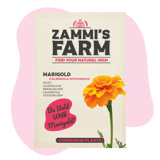 Aksamitník (Calendula officinalis) Buddy Pack