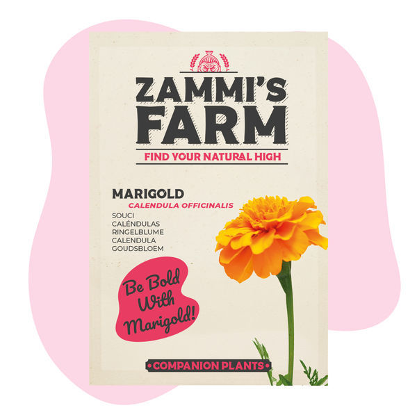 Aksamitník (Calendula officinalis) Buddy Pack