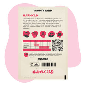 Aksamitník (Calendula officinalis) Buddy Pack