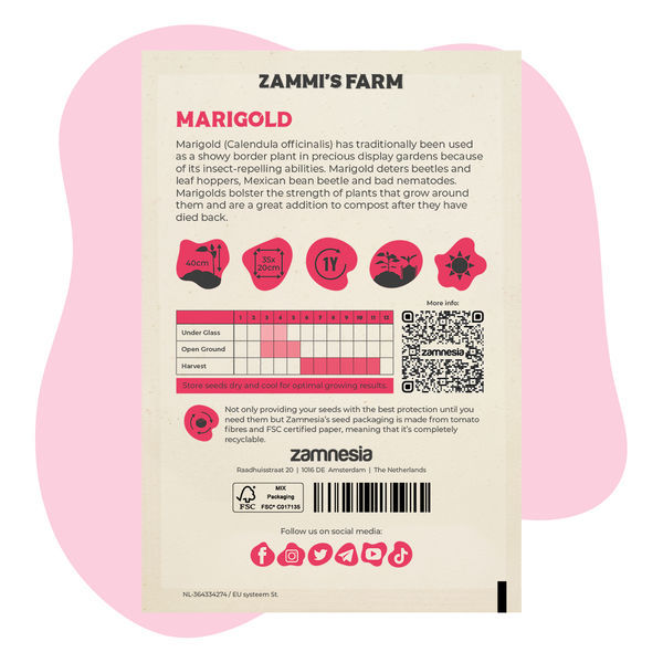 Aksamitník (Calendula officinalis) Buddy Pack