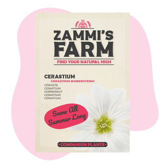 Tařice (Cerastium biebersteinii) Buddy Pack