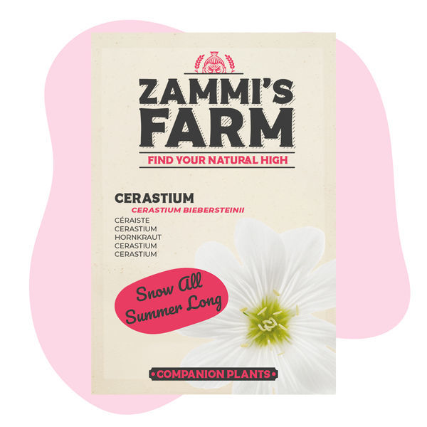 Tařice (Cerastium biebersteinii) Buddy Pack