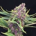 Purple Kush (Kannabia) feminizovaná
