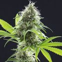 Kama Kush CBD (Kannabia) feminizovaná