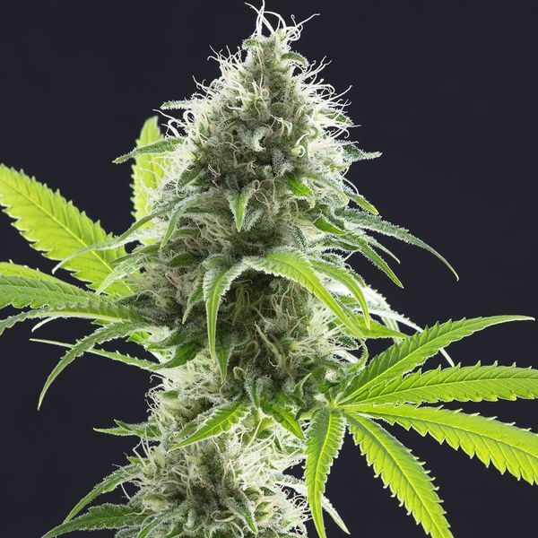 Kama Kush CBD (Kannabia) feminizovaná