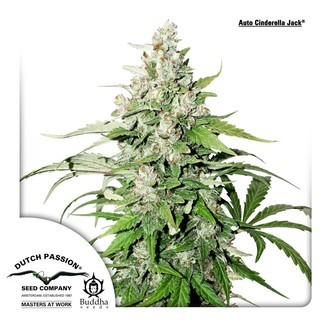 Auto Cinderella Jack (Dutch Passion) feminizovan&aacute;