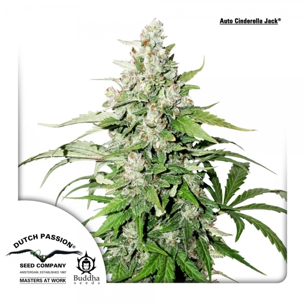 Auto Cinderella Jack (Dutch Passion) feminizovaná