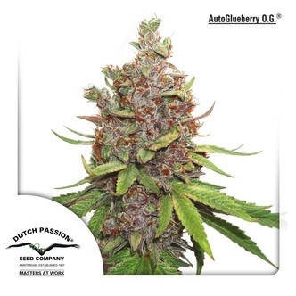 Auto Glueberry OG (Dutch Passion) feminizovan&aacute;