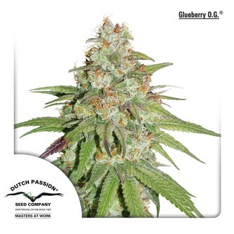 Glueberry OG (Dutch Passion) feminizovan&aacute;
