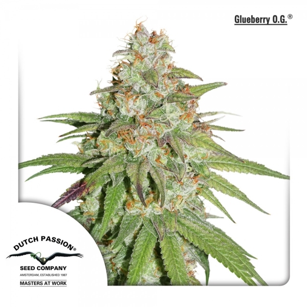 Glueberry OG (Dutch Passion) feminizovaná