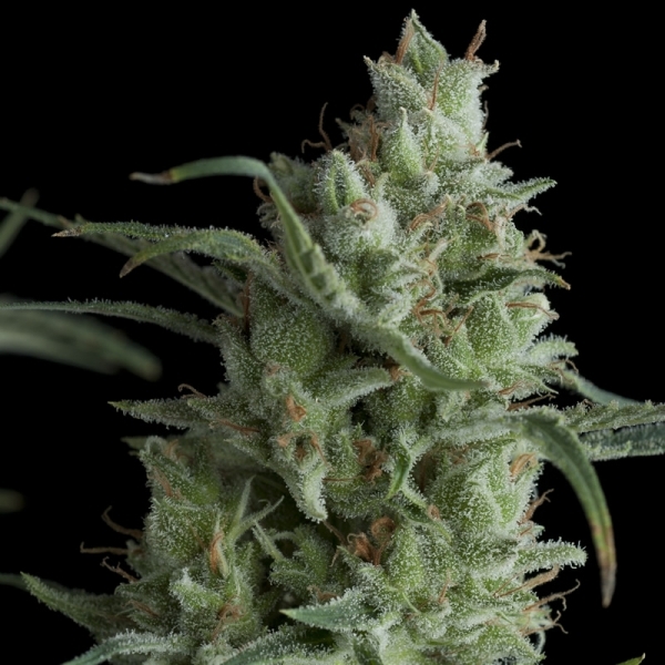 Auto Kryptonite (Pyramid Seeds) feminizovaná