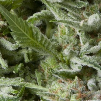 Auto Alpujarre&ntilde;a (Pyramid Seeds) feminizovan&aacute;