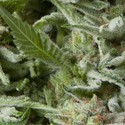 Auto Alpujarreña (Pyramid Seeds) feminizovaná