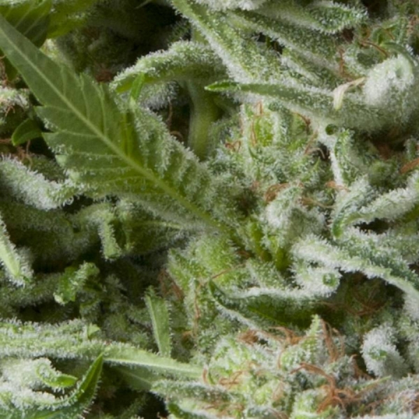 Auto Alpujarreña (Pyramid Seeds) feminizovaná