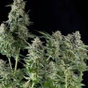 Northern Lights (Pyramid Seeds) feminizovaná