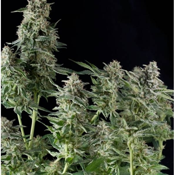 Northern Lights (Pyramid Seeds) feminizovaná