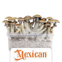 Zamnesia grow kit „Mexican“