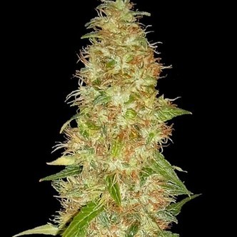 Moon Walker Kush (Spliff Seeds) feminizovan&aacute;