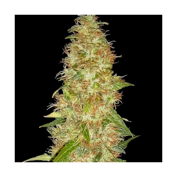 Moon Walker Kush (Spliff Seeds) feminizovaná