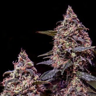 Somango 47 (Positronics) feminizovan&aacute;