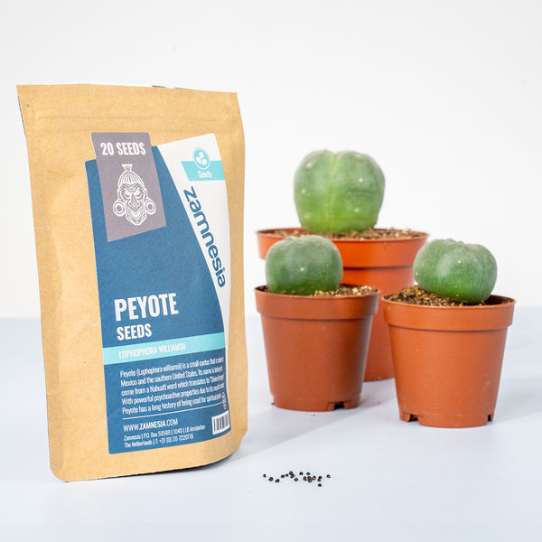 Peyotl (Lophophora williamsii) 20 semínek