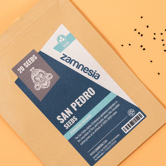 San Pedro (Echinopsis pachanoi) 20 semínek