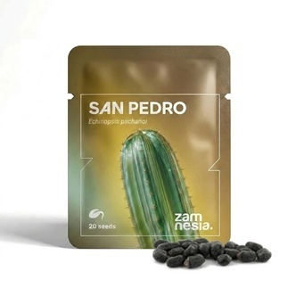 San Pedro (Echinopsis pachanoi) 20 semen