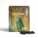 San Pedro (Echinopsis pachanoi) 20 semínek