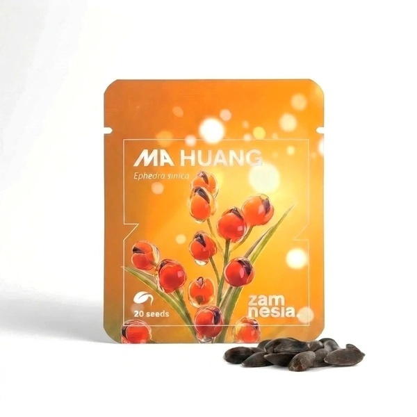 Ma Huang Seeds (Ephedra sinica) 20 Semen