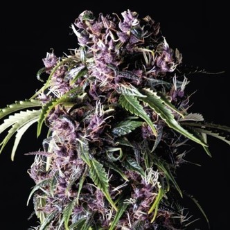 Purple (Pyramid Seeds) feminizovan&aacute;