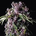 Purple (Pyramid Seeds) feminizovaná
