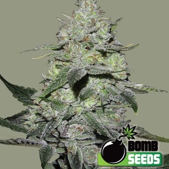 Gorilla Bomb (Bomb Seeds) feminizovan&aacute;