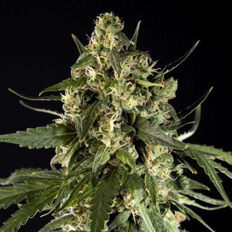 Lemon Samonakv&eacute;tac&iacute; CBD (Philosopher Seeds) feminizovan&aacute;