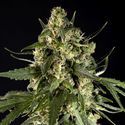Lemon Samonakvétací CBD (Philosopher Seeds) feminizovaná
